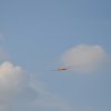 DSC_6252 (800x531)
